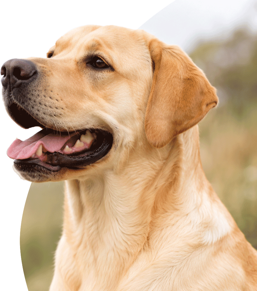 A yellow Labrador Retriever in profile